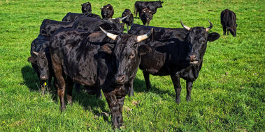 About Miraflora Wagyu