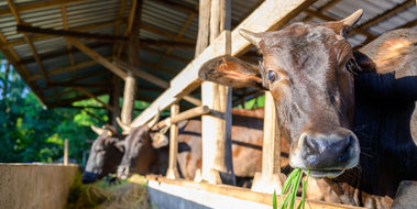 The History of Wagyu