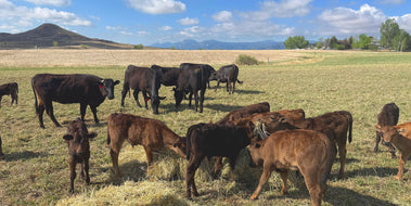 The Best Wagyu in America Starts in Japan